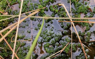 Projektstart für mehr Moor- und Klimaschutz