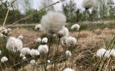 Beginn der „Wollgrasblüte“ im Großen Moor